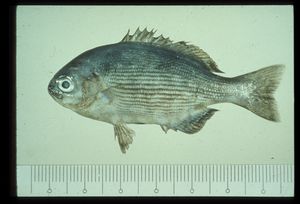 Kyphosus